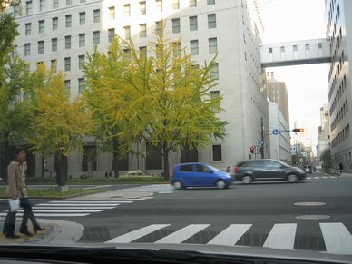 御堂筋・11月イチョウ15％.jpg